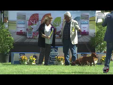 Toscana Winner International Dog Shows 2024   CACIB Arezzo Gruppi di Allevamento