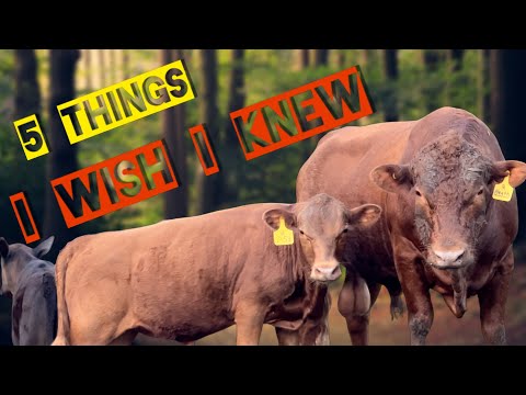 5 Things I Wish I Knew Before Buying Dexter Cattle