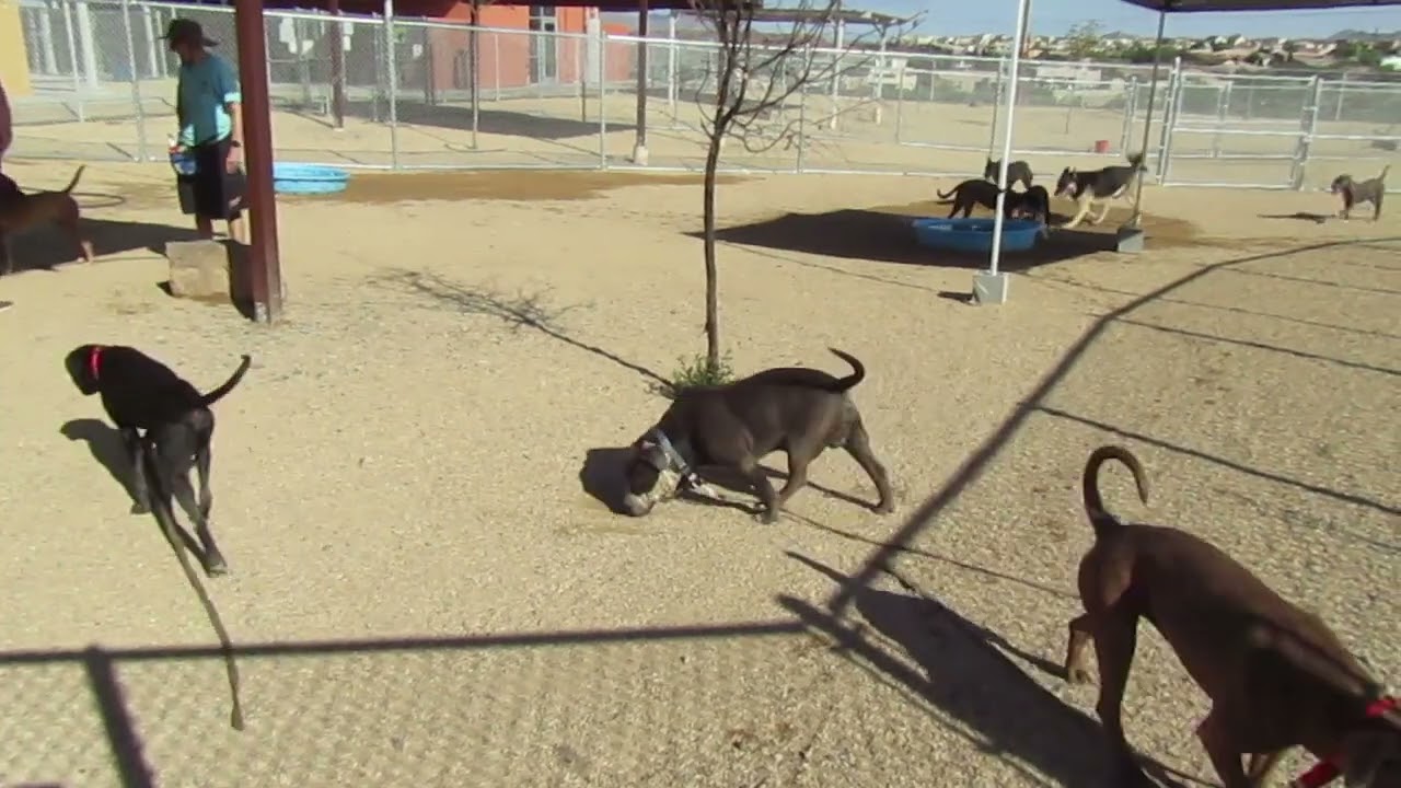 Murphy - PAWS, a Adoptable Mixed Breed in Las Cruces, NM video 6/6