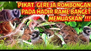 Download lagu SUARA PIKAT BURUNG GEREJA RIBUT PALING AMPUH TOKCER MEMUASKAN !! mp3 Download lagu SUARA PIKAT BURUNG GEREJA RIBUT PALING AMPUH TOKCER MEMUASKAN !! mp3