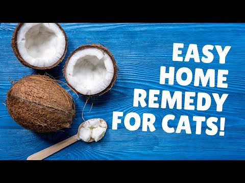 Giving Your Cat Coconut Oil | Two Crazy Cat Ladies