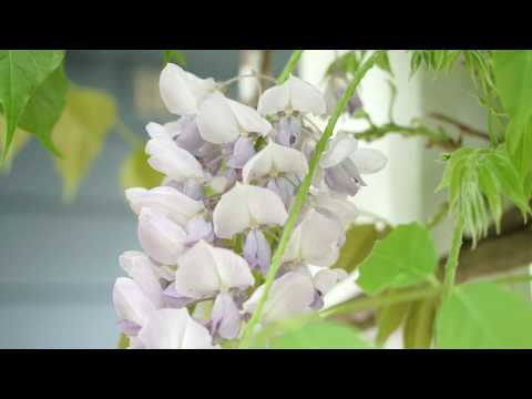 SOLD - 11 Walters Road, Mt Eden - Ketiesha Elliott and Frank Excell