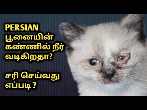 How to cure eye infection in Persian cat | Persian cat runny eyes