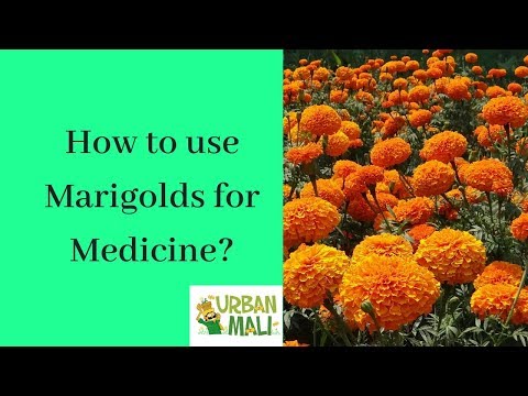 Marigold Extract Powder