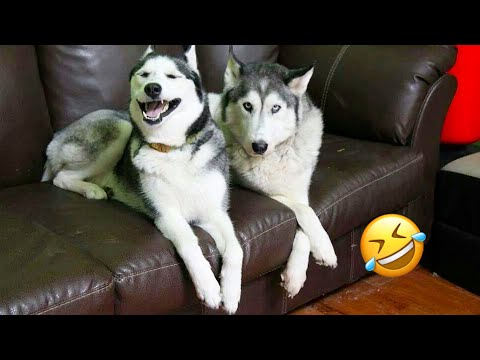 FUNNIEST Huskies | Normal dogs vs Huskies🤣 | 10 Minutes Best Videos
