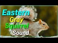 Eastern Gray squirrel Call Sound | Animal Planet kingdom| Wild