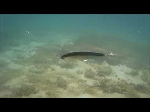 Professional Japan Jerkbait 100SP Fishing Lure