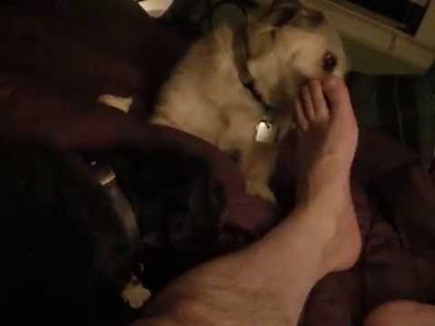 louie and trapper lick my leg  march 2014