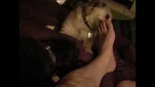 louie and trapper lick my leg  march 2014