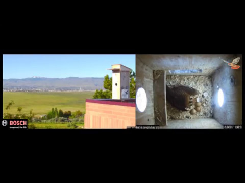 The Kestrel Hatchlings Arrive! Bosch KestrelCam 2017