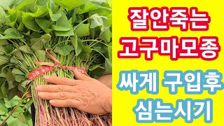 잘안죽는 좋은 고구마모종 골라 저렴하게 구입후 심는시기 방법~~ 고구마 심는시기 고구마순