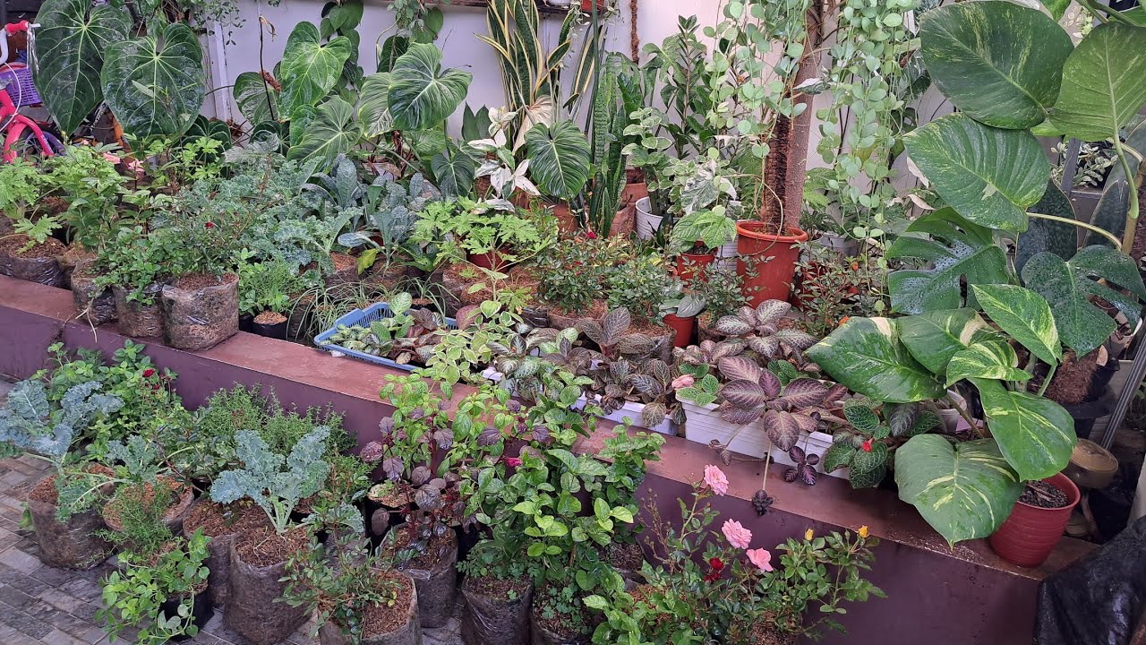 MACAM TANAMAN HERBAL & CARA RAWATNYA