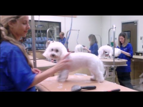 White Poodles being Groomed at Petsmart (How much price does cost dog groomed nails paws teeth ears