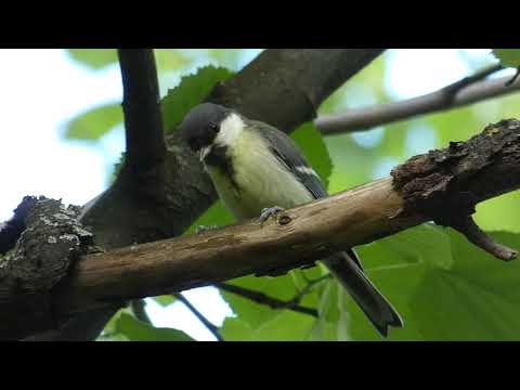 Great tit chick (parus major) exploring - széncinege fióka nézelődik