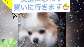 コロ散歩❤️