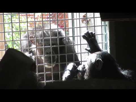 San Francisco Zoo Chimpanzees - Kisses with Qadeer and Twiggy