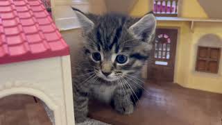 Emily Playing with cats and Dolls