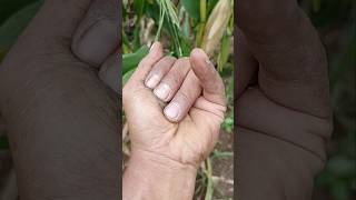 #anyuniqueanimals #spider