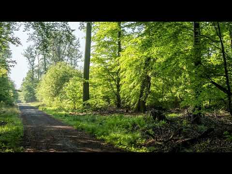 Bird calls in forest near Kloster Engelthal, Germany  |  May 3, 2020, 10:05
