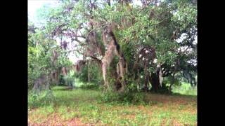 Quicksilver messenger service: Shady Grove