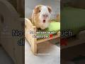 No one can touch Dindin’s bed #guineapig #cute #animallover #animalshorts #cuteanimals #funnyshorts