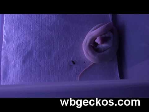 YouTube Video zoGHIWp_7eU