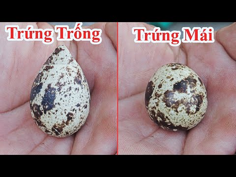 Trứng Chúng Ta Hay Ăn Hàng Ngày Đều Là TRỨNG TRỐNG Mà Không Ai Để Ý / Phân Biệt Trứng Cút Trống Mái