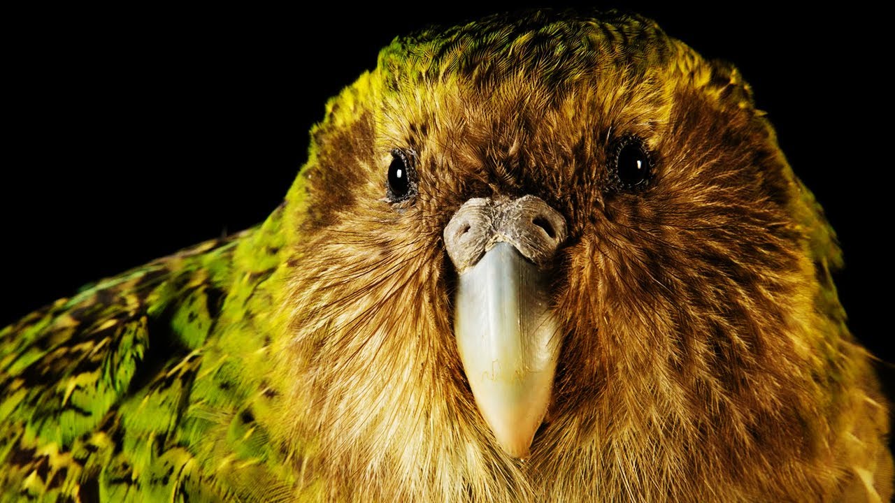 The World's Only Parrot That Cannot Fly