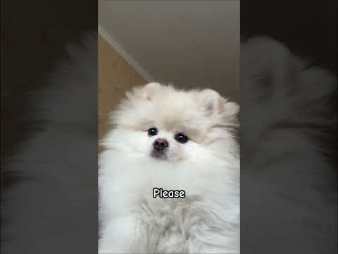 Hi 👋🏼 #dog #dogshorts #dogshorts #dogs #cutedogs #puppy #pets #cuteanimals