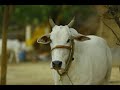 Konkani Song Mujhi Gori Gori Gaai