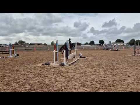 Stunning gelding - Image 2