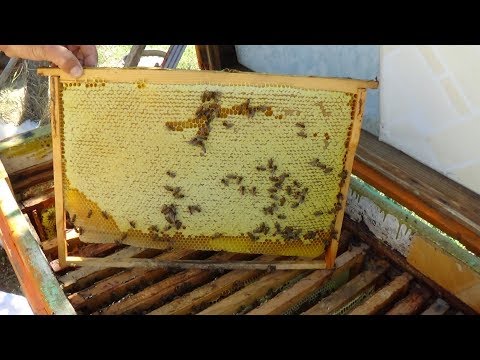 Отбираем мёд + готовим гнёзда в зиму 1 часть, пасека в августе