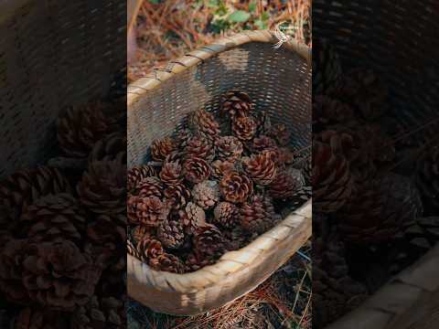 Collecting Pine Cones in the Mountains | Ancient Fragrance Culture & Intangible Heritage Craft