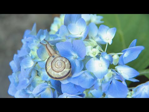 アジサイはなぜ色を失うのですか？この花がなぜそんなに悲しいのかを調べてみましょう…  庭園