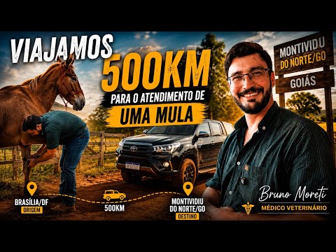 Até onde vai um veterinário por um animal? | Chama o Especialista Ep. 012 +1