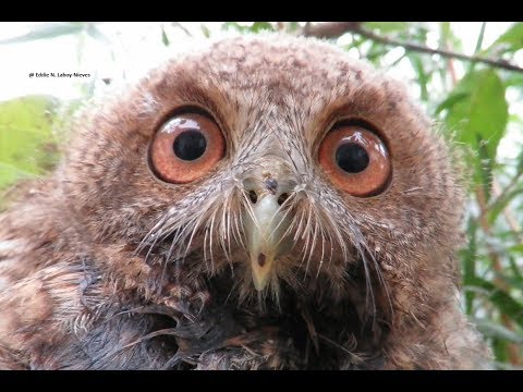 Myšiarka portorikánska — Puerto Rican Owl