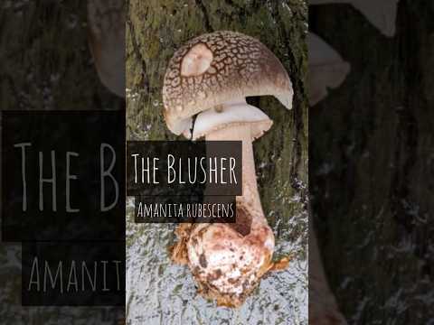 The Blusher (Amanita Rubescens) #foraging #mushroom #outdoors #food #wild #foodie #forage #flavour