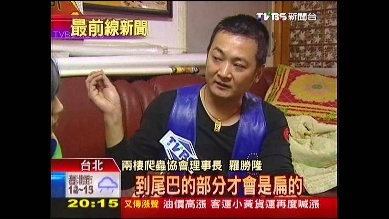 水蛇年主燈 專家:可愛也要可考