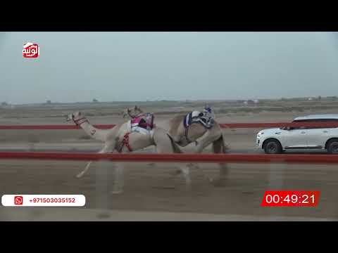  ش 4 (أشقر) لـ احمد بن مطر الرميثي 2:10 ، شارة الصندوق 2026/07/19 فطامين السمحه