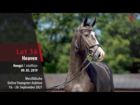 Youngster Online-Auktion Lot 36 Heaven Hengst v. Hickstead White - Cordynox