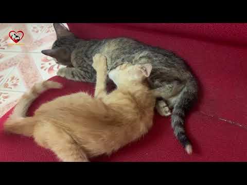 Street Kittens After Rescued Suckling Each other- Kitten Missing their Mom