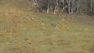 Red fox meeting Golden eagle