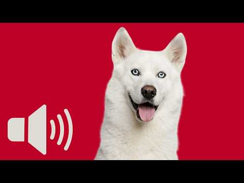 What Happens If You Play These Sounds to Your Dog? 🐶 Unbelievable Reaction!