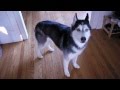 Ask Mishka Are Vampires Real