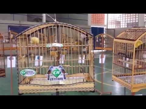 Pássaro CENTRAL em Natividade/RJ dia 17/08/2014