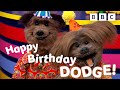 Dodge S Birthday Party In The CBeebies House Full Episode CBeebies