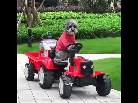 The dog trades kindness for all unfairness #pets #cute #funny #shorts