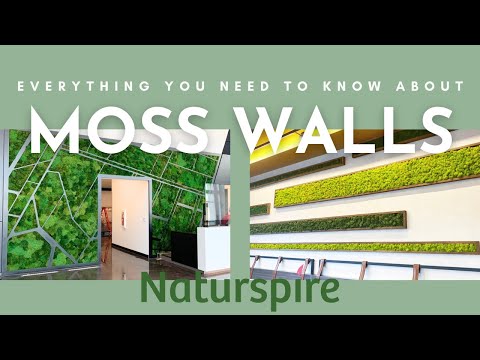 What You Need To Know About Moss Walls | The Art of Moss Walls | Moss Wall Art
