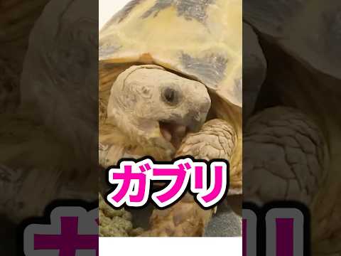 陸ガメの禁止餌