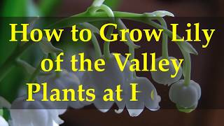 How to Grow Lily of the Valley Plants at Home